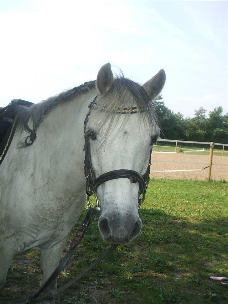 Welsh Mountain (sec A) "Mysse"  - ( 5 ) 8/8-09  billede 3