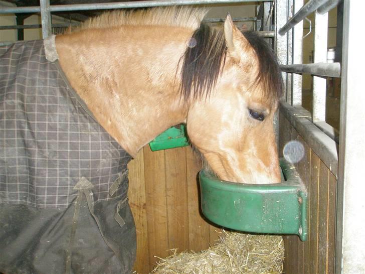 Anden særlig race Frederik *SOLGT* - Lækker mad!! billede 1