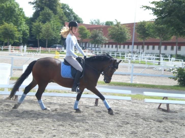 New Forest Elmholts Meteor(solgt) billede 5