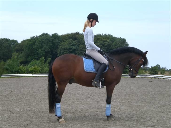 New Forest Elmholts Meteor(solgt) billede 6