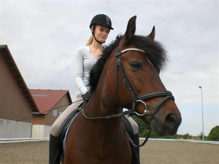 New Forest Elmholts Meteor(solgt) billede 7