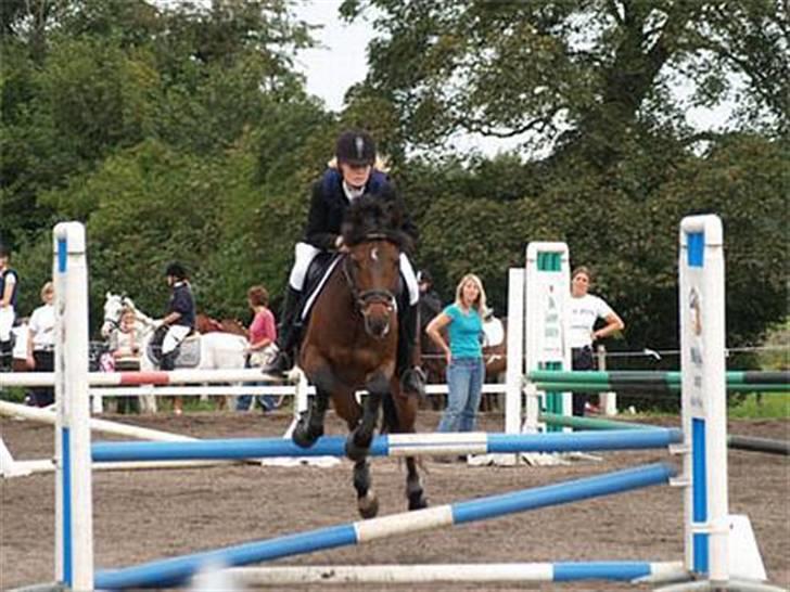 New Forest Elmholts Meteor(solgt) billede 8