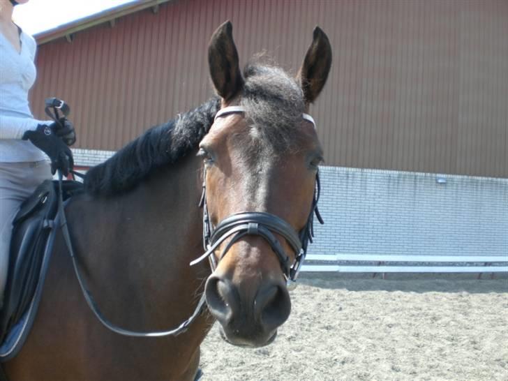 New Forest Elmholts Meteor(solgt) billede 10