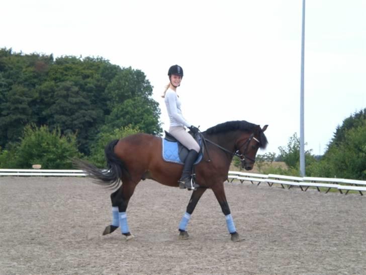 New Forest Elmholts Meteor(solgt) billede 11