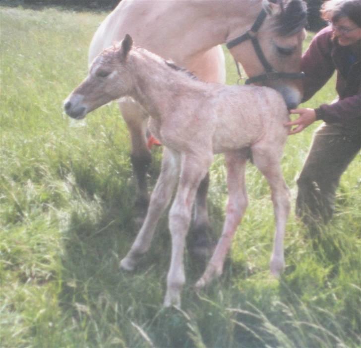 Anden særlig race Frederik *SOLGT* - Frederik som føl er han ikke cute?? billede 3