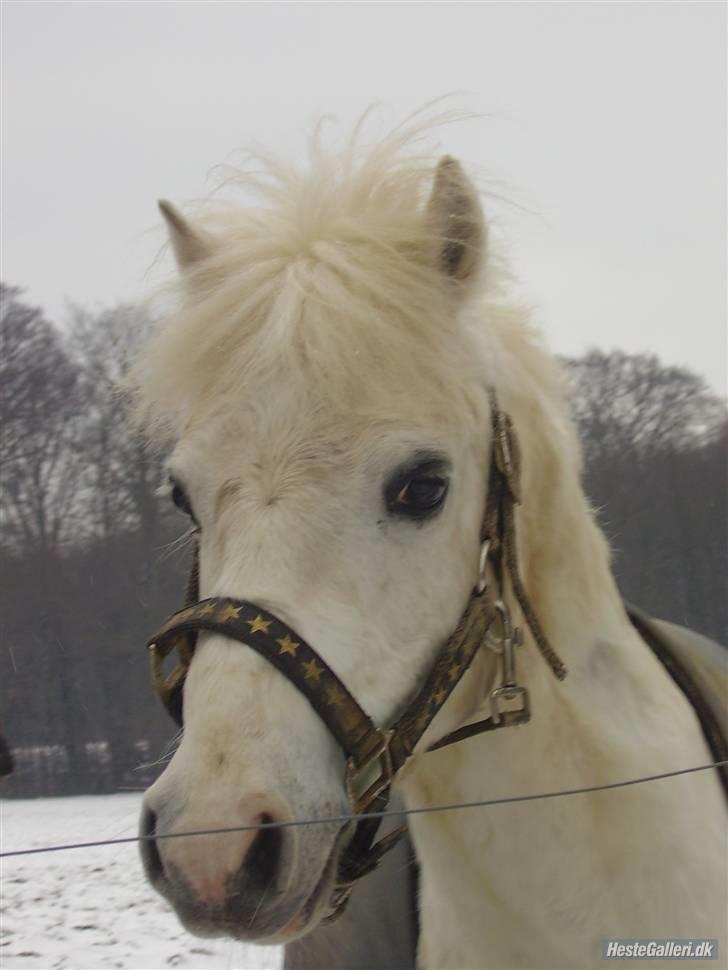Anden særlig race Frække Frederik :D-IK MIN - 23/2-08:Frede i sneen :D (foto mig)(FRDE ER IK MIN MEN KIRSTINES) billede 1