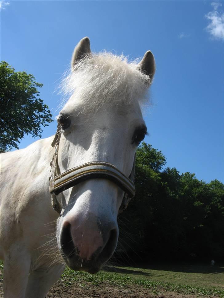 Anden særlig race Frække Frederik :D-IK MIN - Frede på fold :) Søøød  (foto:mig)!!(FREDE ER IK MIN MEN KIRSTINES) billede 2