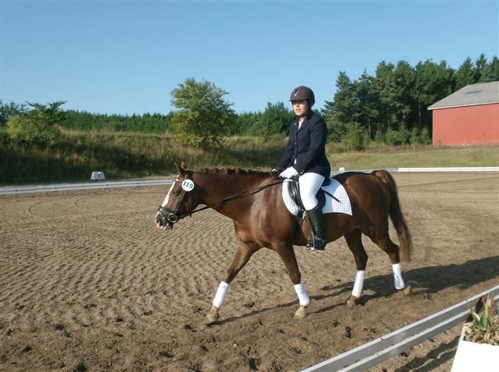 Anden særlig race Rocky - Solgt  - Udridning (: billede 6