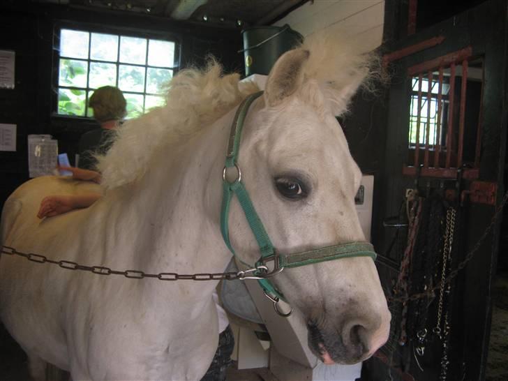 Anden særlig race Frække Frederik :D-IK MIN - JEG sagde jo hanhvade CHarme selvtillid og lækkert hår :) (Foto mig) !!(HAN ER DESVÆRRE IKKE MIN, MEN KIRSTINES PONY) billede 4