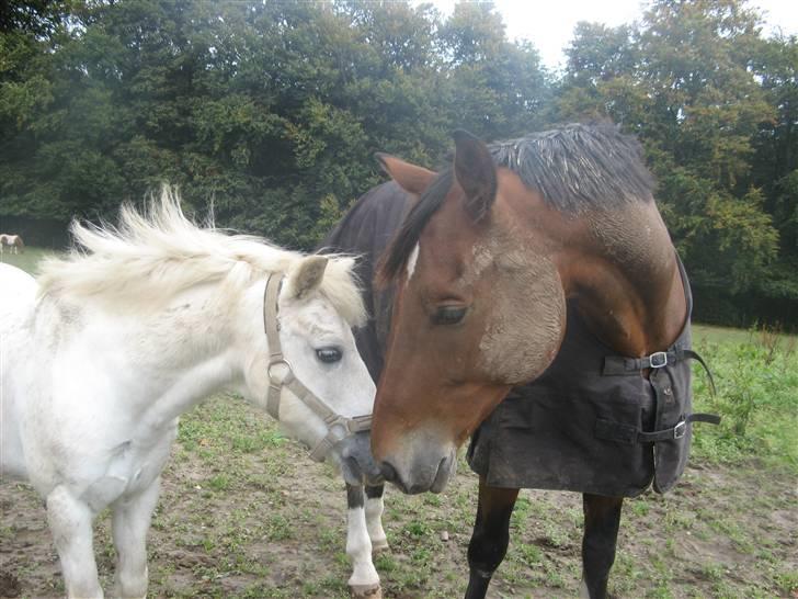 Anden særlig race Frække Frederik :D-IK MIN - Frede og en af hans bedste venner<´3(foto mig!!(HAN ER DESVÆRRE IKKE MIN, MEN KIRSTINES PONY) billede 7