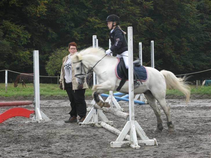 Anden særlig race Frække Frederik :D-IK MIN - Frede og kirstine i en fejlfri 50 cm(foto mig)!!(HAN ER DESVÆRRE IKKE MIN, MEN KIRSTINES PONY) billede 8