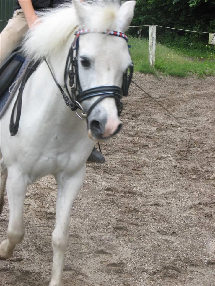 Anden særlig race Frække Frederik :D-IK MIN - hej fredrik XD (foto liv)!!(HAN ER DESVÆRRE IKKE MIN, MEN KIRSTINES PONY) billede 10