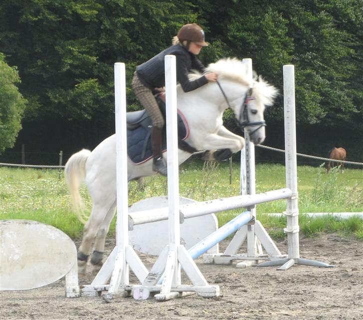 Anden særlig race Frække Frederik :D-IK MIN - mig og frede springer :)foto mor!!(HAN ER DESVÆRRE IKKE MIN, MEN KIRSTINES PONY) billede 11