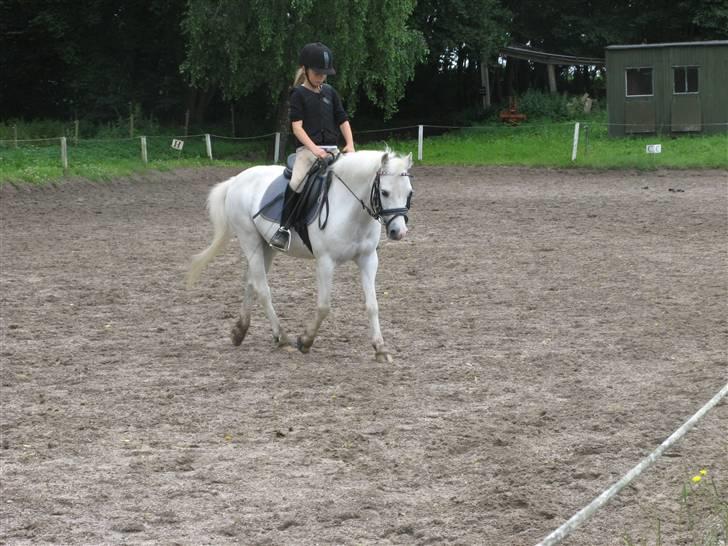 Anden særlig race Frække Frederik :D-IK MIN - Kirstine og frede dressur :)Foto liv!!(HAN ER DESVÆRRE IKKE MIN, MEN KIRSTINES PONY) billede 13