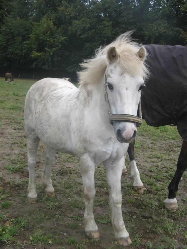 Anden særlig race Frække Frederik :D-IK MIN - hej basse mand <3(foto mig)!!(HAN ER DESVÆRRE IKKE MIN, MEN KIRSTINES PONY) billede 15