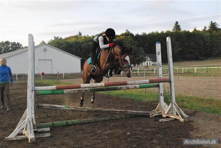 DSP *Yasmin* Solgt :`( - 13 Åh... Hold fast på hat og tøjler springer 102. xD billede 13