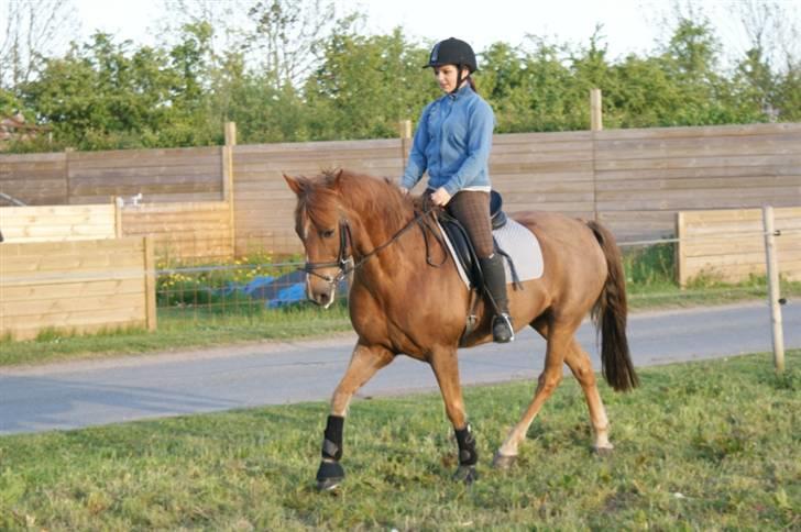 Tysk Sportspony Gizmo *Solgt* - Dressur på Gizmo, trav - maj 09 billede 10