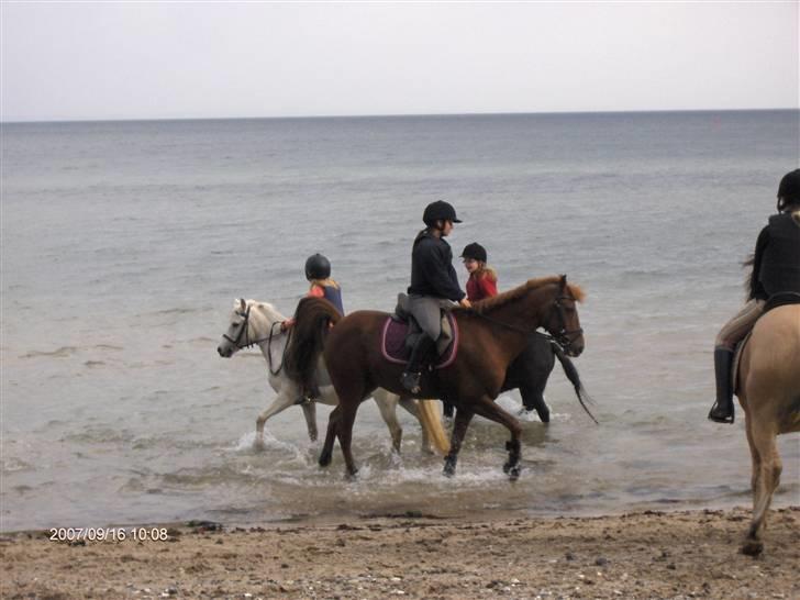 Tysk Sportspony Gizmo *Solgt* - Ridelejr september 2007, vi red en tur i skoven og til stranden , Gizmo elsker vand !!! billede 13