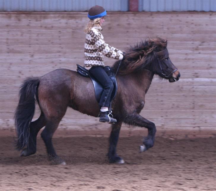 Islænder Dúna fra Odal <3 - Dúna og mig til stævne. billede 15