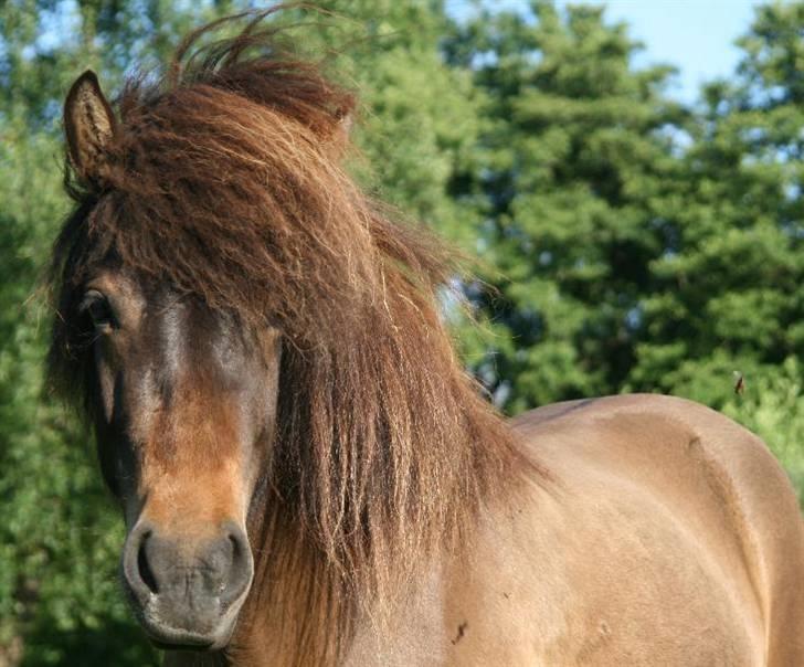 Islænder Dúna fra Odal <3 billede 16