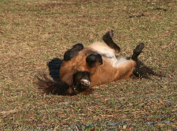 Islænder Dúna fra Odal <3 - haha, skønne duns <3 d. 31/12 billede 18