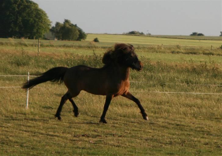 Islænder Dúna fra Odal <3 - Trav hos Girdir, blær´blær´ billede 19