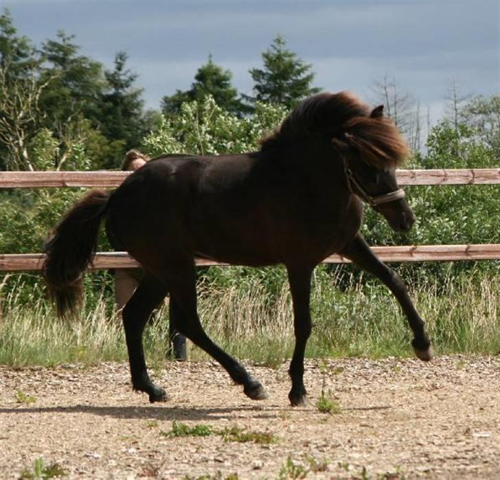 Islænder Frigg fra skovhuset - (Må ikke kopieres) billede 19
