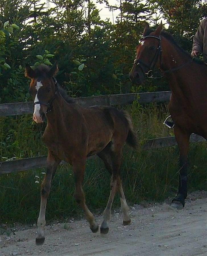 Svensk Varmblod Belize - 14. august 07 - Den lille hest kan godt trave :D billede 15