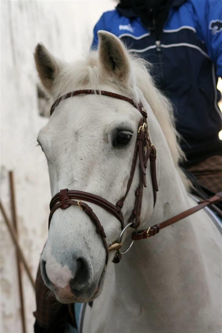 Welsh Cob (sec D) Hugo <3 fortid * - *NYT* True love?.. You make the day shine, you make me smile, - Foto : Sofie billede 1