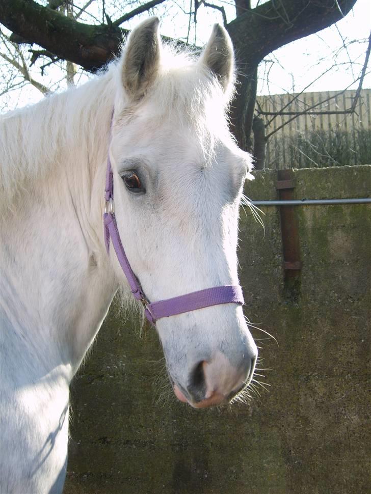 Welsh Cob (sec D) Hugo <3 fortid * - Uhm lige til at spise... Ej han er da lækker er han ik´? billede 2