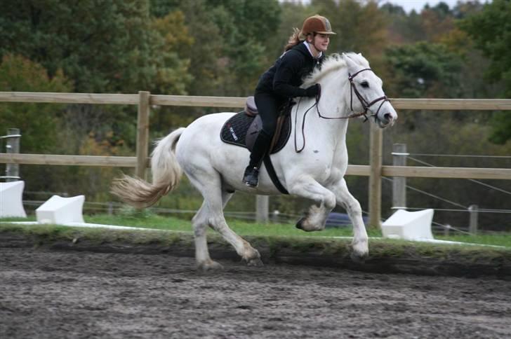 Welsh Cob (sec D) Hugo <3 fortid * - Yeeehauw der er fart over feltet med hugo nogen gange =) foto : AM billede 3