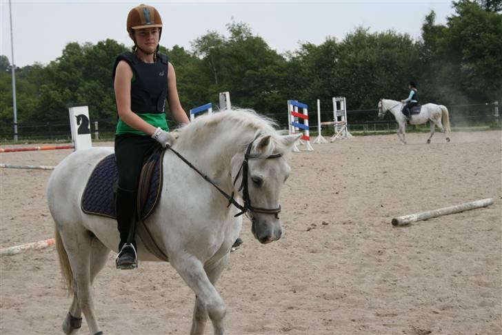 Welsh Cob (sec D) Hugo <3 fortid * -  pony´en kan squ godt gå til biddet.. heh  Spring dag på Hugzen, han var så sød.. Fotograf : Sophie + Chuppi billede 4