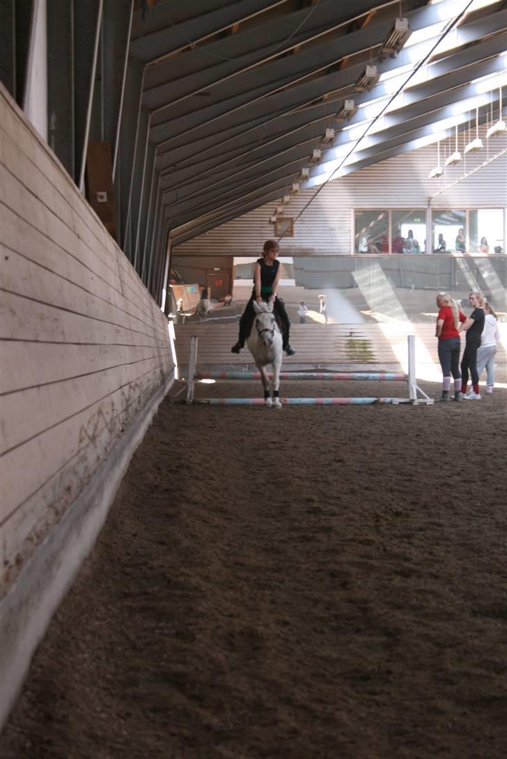 Welsh Cob (sec D) Hugo <3 fortid * -  det er det højeste jeg har sprunget på hugo.,  han var så dygtig til at springe Fotograf . Sophie + chuppi billede 5