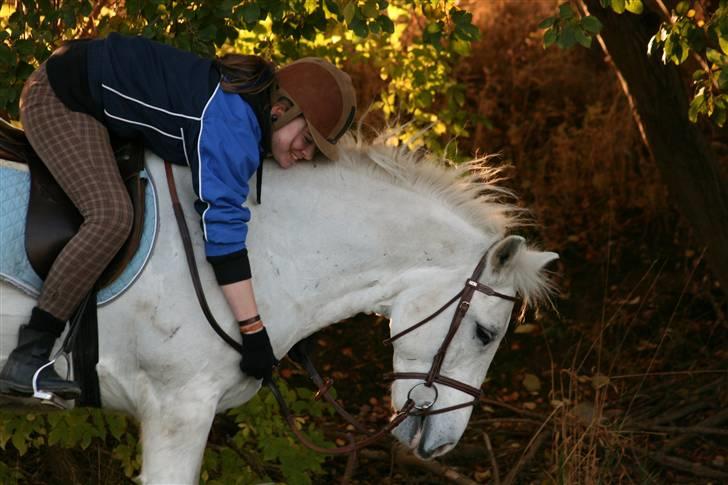 Welsh Cob (sec D) Hugo <3 fortid * - **NYT*** Love? yes .. True love? Hell Year!! (: <3 Foto : Trunte ( Katrine) <3 billede 6