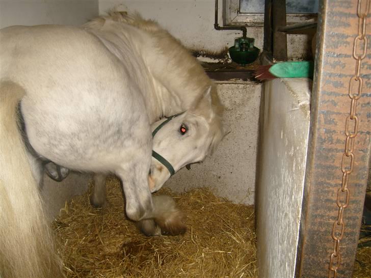 Welsh Cob (sec D) Hugo <3 fortid * - Uuuuuuhhh hvor det klør !!! billede 7