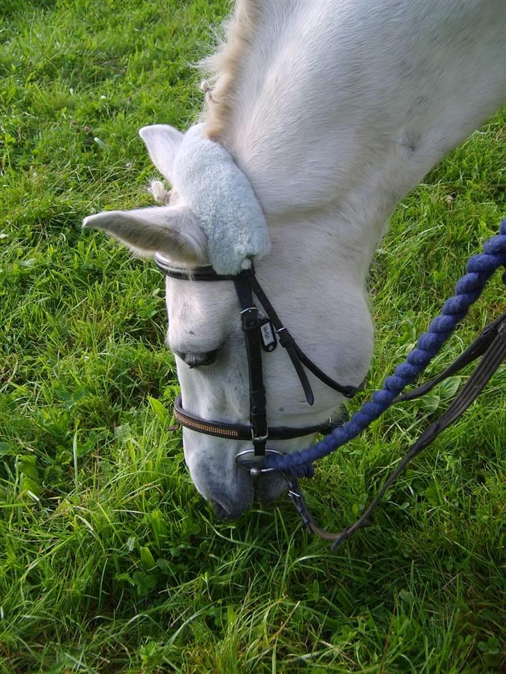 Welsh Cob (sec D) Hugo <3 fortid * - er han ik´ søøød? og iser med lammeskind på.. billede 8