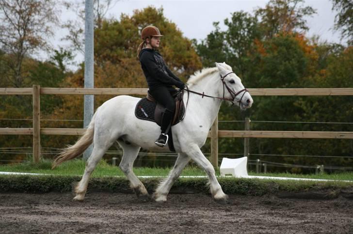 Welsh Cob (sec D) Hugo <3 fortid * - *trav øgning* og hvem siger vi ikke kan ride dressur? Foto : AM  billede 9