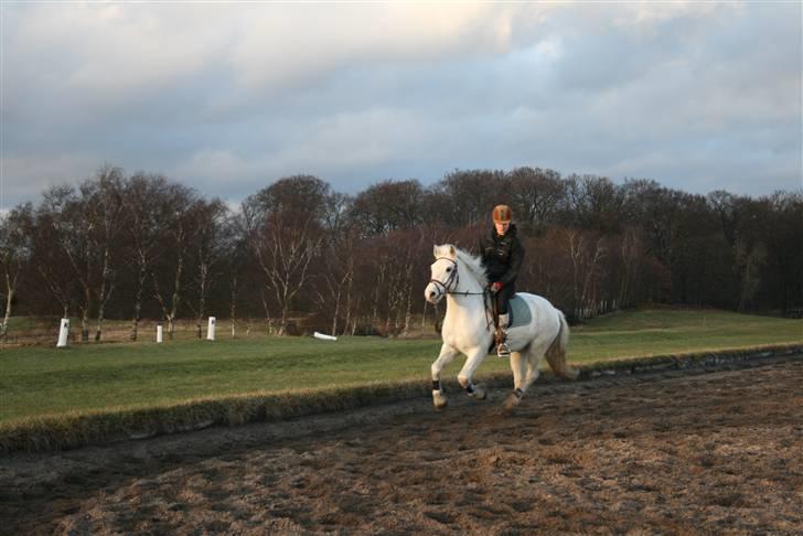 Welsh Cob (sec D) Hugo <3 fortid * - **NYT** SKØN DAG! <3 Frisk Hugo (: foto . Emma billede 10