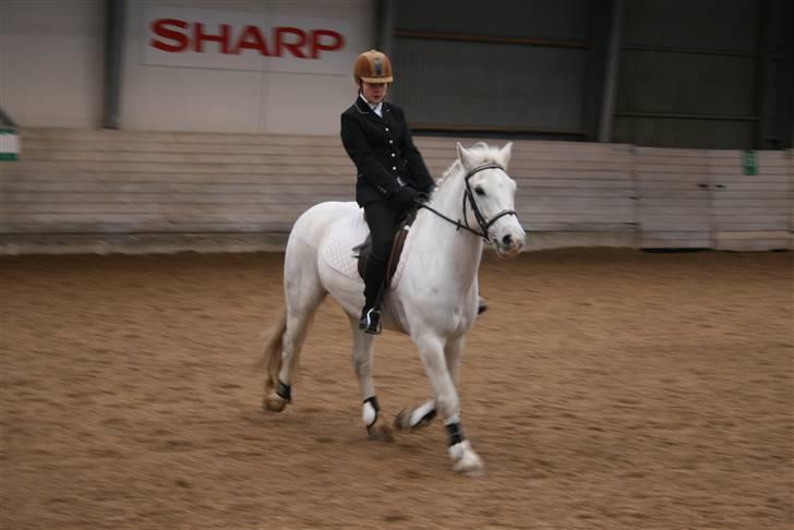 Welsh Cob (sec D) Hugo <3 fortid * - Stæven 2.nov-08 han var bare super sød =) vi endte med en delt 5. plads ud af 43 ryttere billede 11