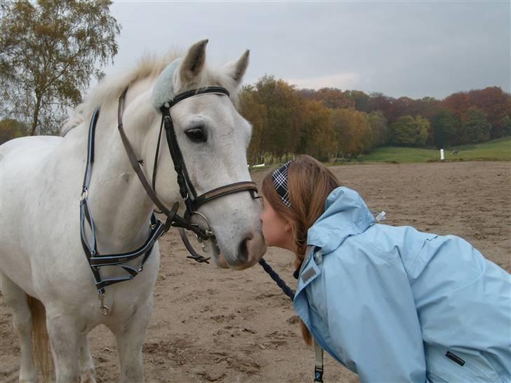 Welsh Cob (sec D) Hugo <3 fortid * - mig og Hugzen Mysser er han ikke skøn? billede 12