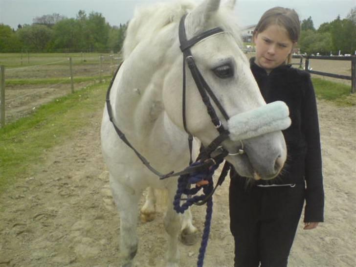 Welsh Cob (sec D) Hugo <3 fortid * - Gammelt billed.   Nøj hvor jeg ser dum ud =P billede 13