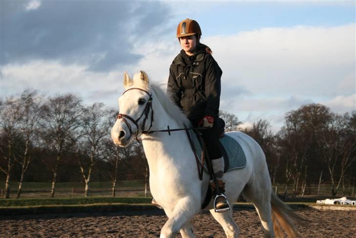 Welsh Cob (sec D) Hugo <3 fortid * - **NYT** Dejlig dag! <3 Foto. Emma billede 14