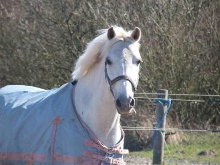 Anden særlig race Silver Picasso*A pony* - Min dejlige vilde pony :D<3 billede 5