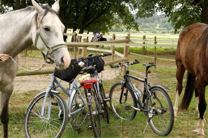 Arabisk fuldblod (OX) Mujallin (Solgt) - En dag kom der en fotograf til et blad (kan ikk huske hvad bladet hedder) Han vil have to "heste-modeller". Han vil have heste og jernheste ved siden af hinanden. billede 19