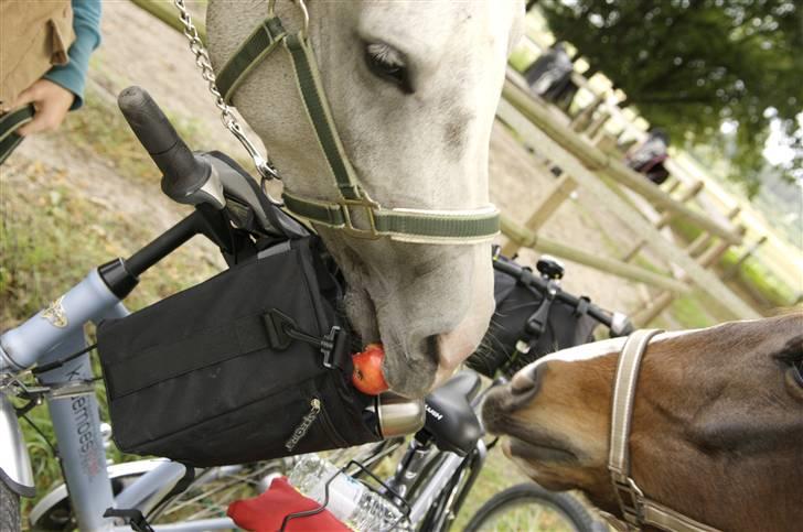Arabisk fuldblod (OX) Mujallin (Solgt) - Hun Skal være intresseret i cyklen, Så æblet bliver taget i brug. billede 20