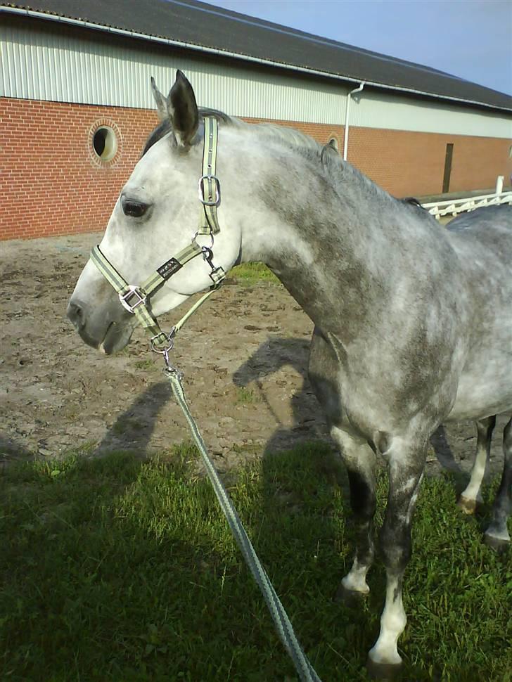 Arabisk fuldblod (OX) Rashid ox R.I.P. - Smukke rashid du er min billede 1