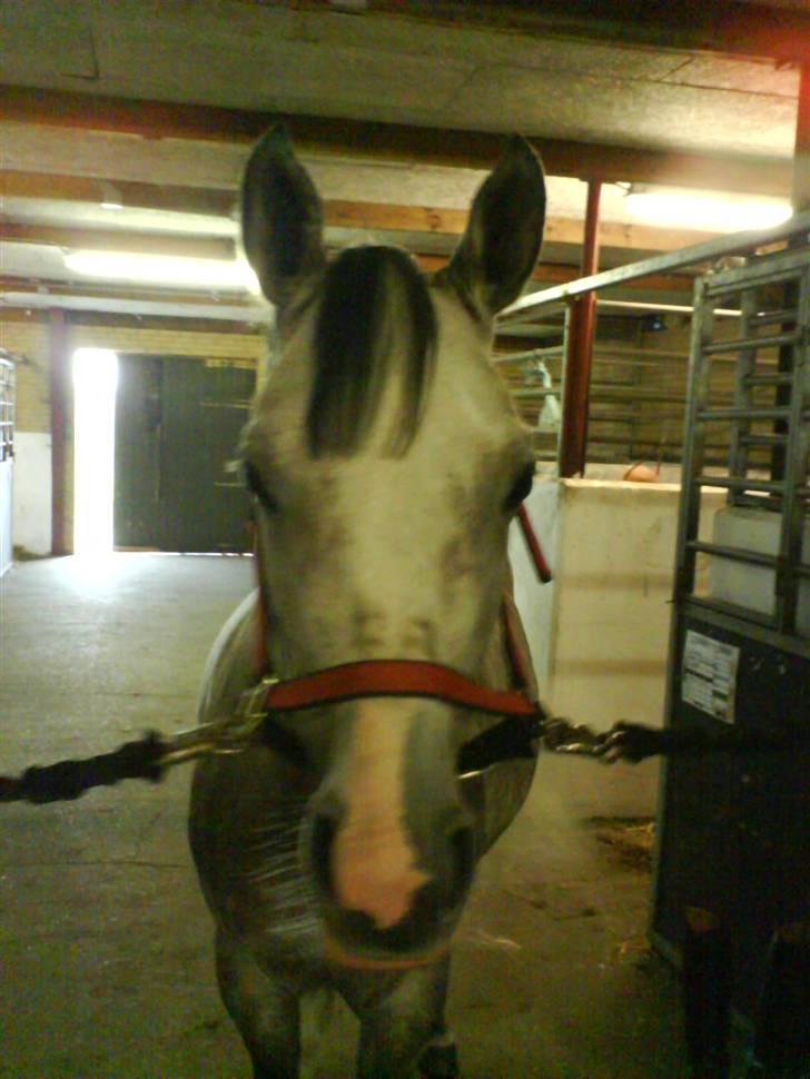 Arabisk fuldblod (OX) Rashid ox R.I.P. - Rashid billede 2