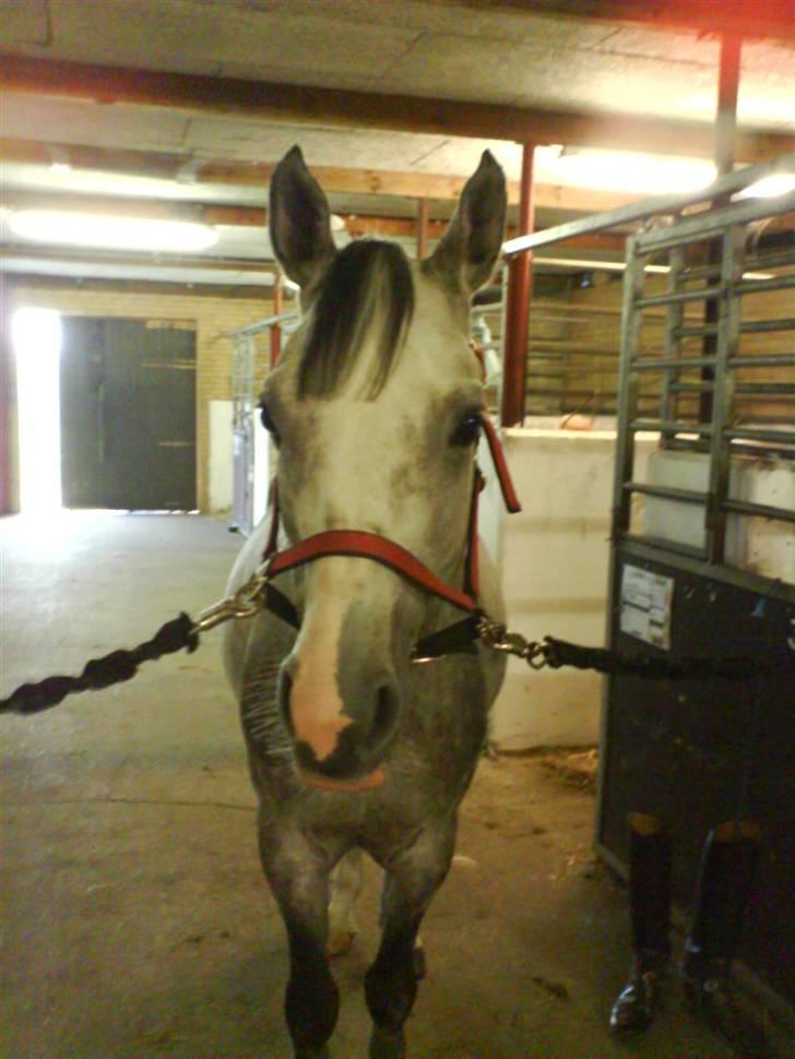 Arabisk fuldblod (OX) Rashid ox R.I.P. billede 3