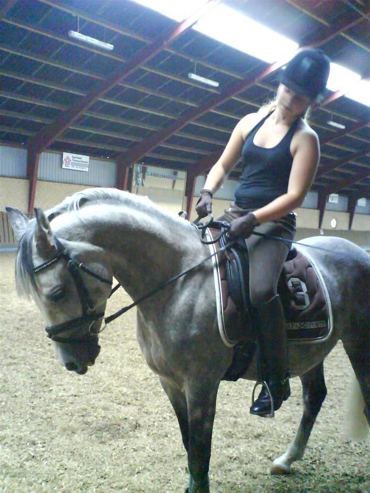 Arabisk fuldblod (OX) Rashid ox R.I.P. billede 4