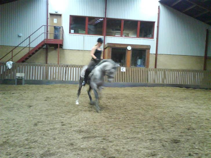 Arabisk fuldblod (OX) Rashid ox R.I.P. - vi rider lige lidt;) billede 5